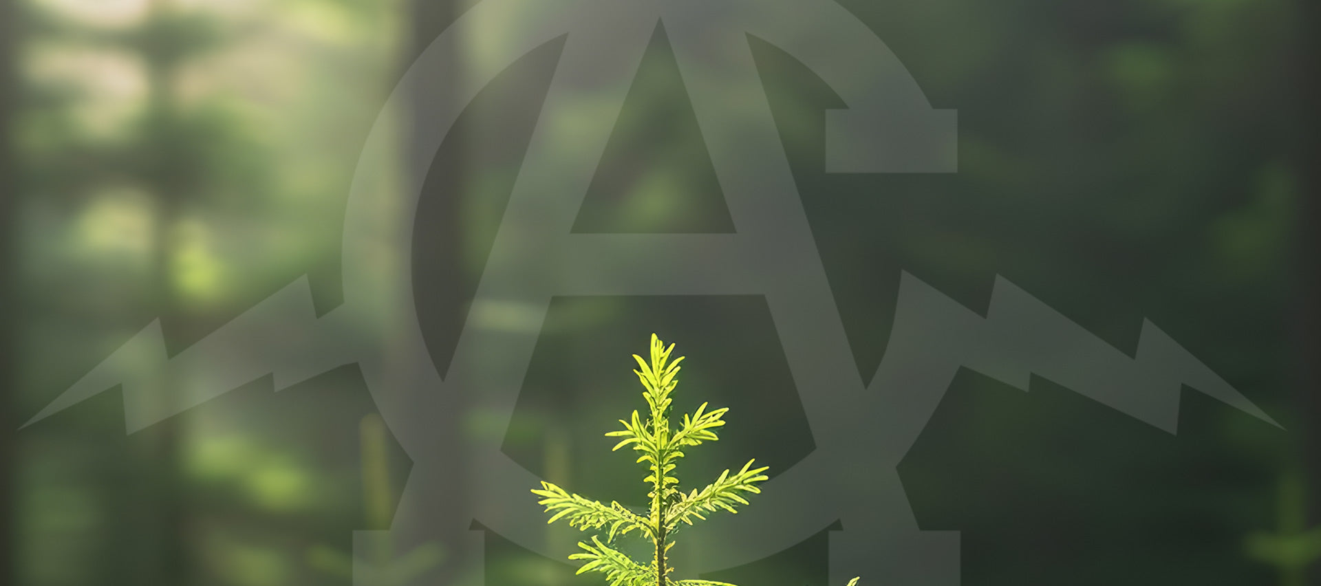 Young tree growing in forest, Aura Coffee logo over image